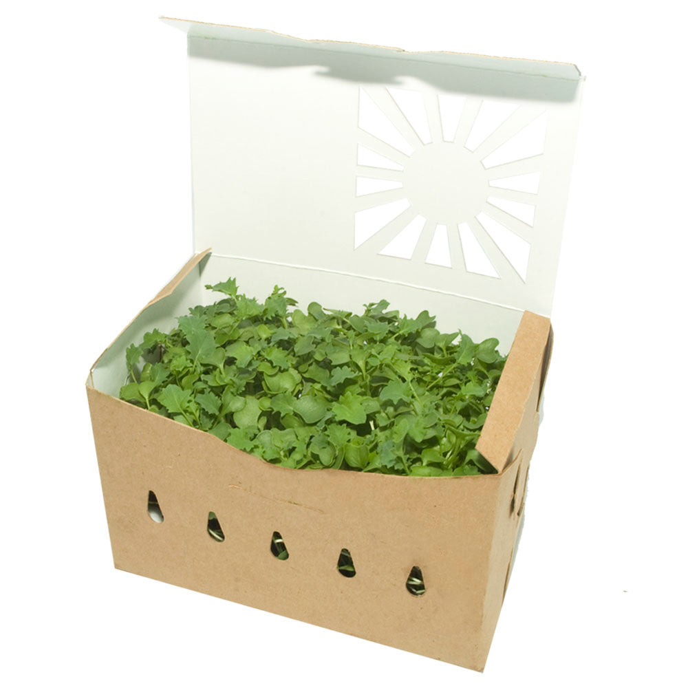 1.5 Tall Quart Sustainable Produce Container Reversible shown with kale