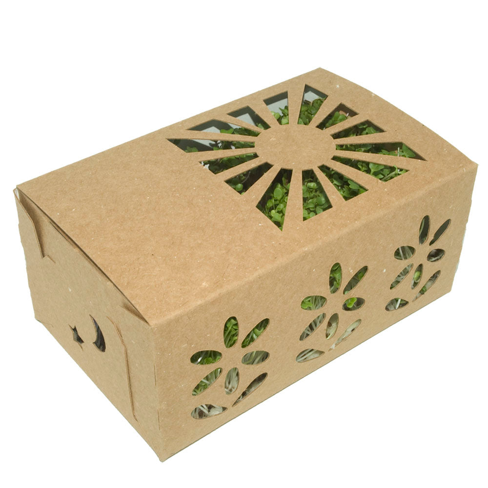 Quart Sustainable Produce Container Kraft with microgreens 