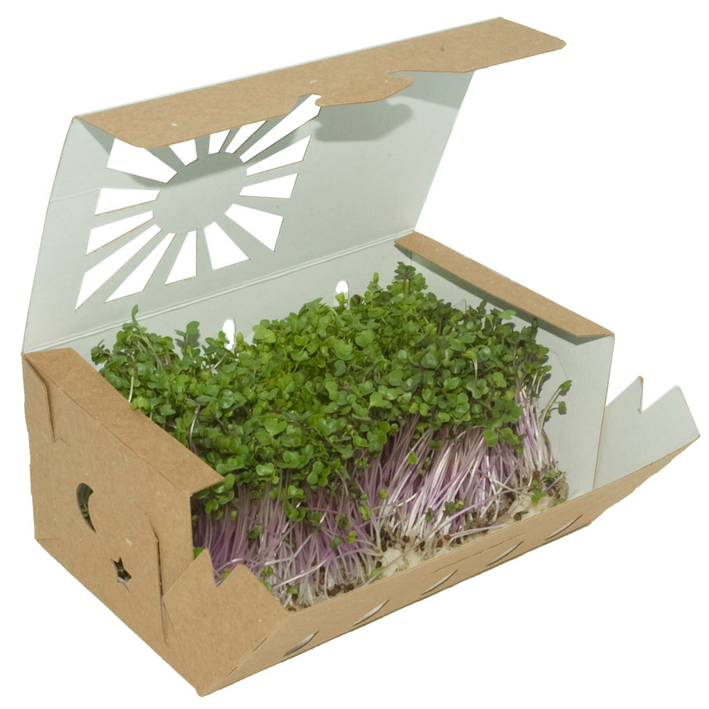 Quart Sustainable Produce Container Reversible shown with Microgreens