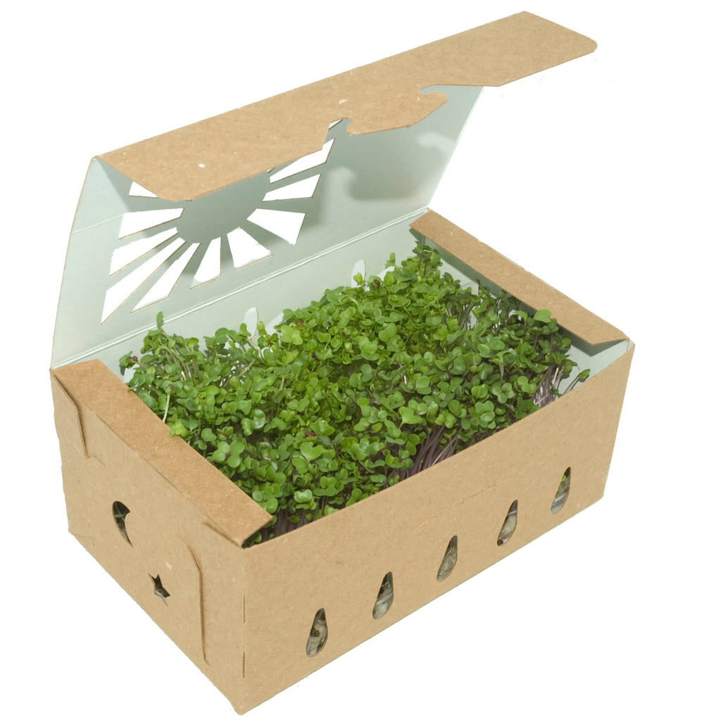 Quart Sustainable Produce Container Revesible shown with Microgreens