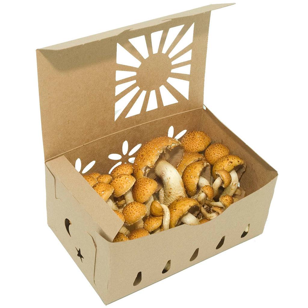 Quart Sustainable Produce Container Kraft shown with mushrooms